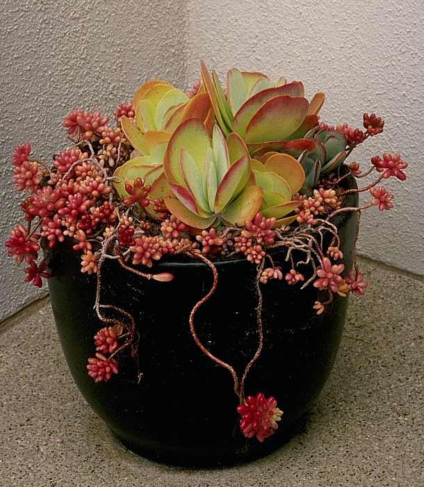 Image of Kalanchoe luciae