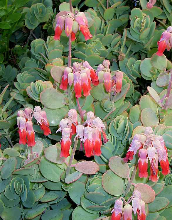 Image of Kalanchoe marnieriana