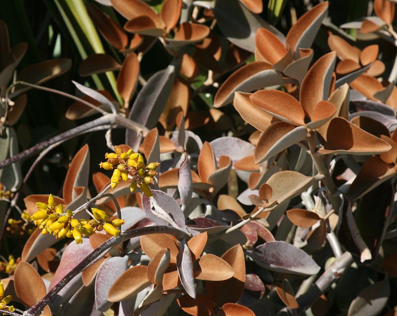 Image of Kalanchoe orgyalis