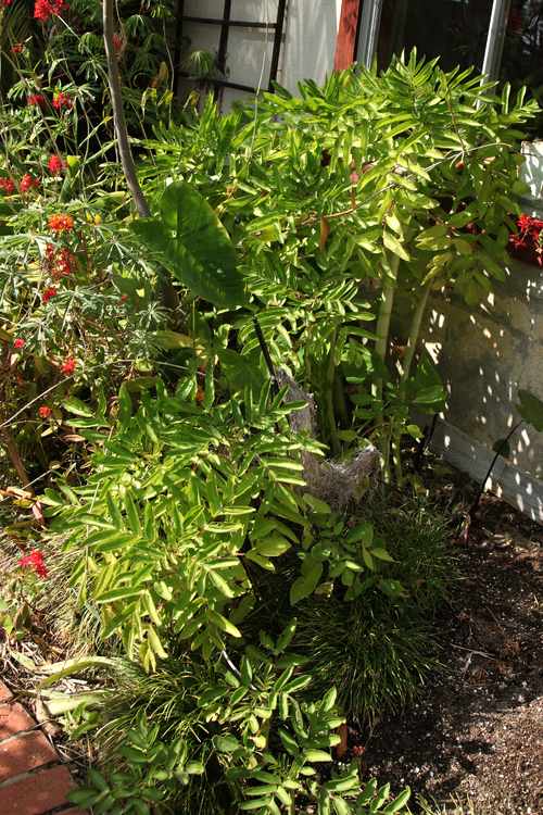 Image of Kalanchoe prolifera