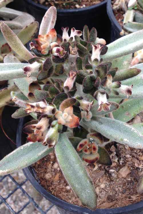 Image of Kalanchoe tomentosa 'Chocolate Soldier'