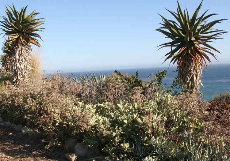 Image of Kalanchoe 'Oak Leaf'