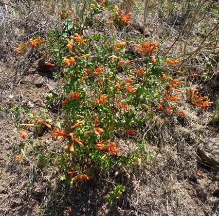 Image of Keckiella cordifolia 'Mountain Flare'