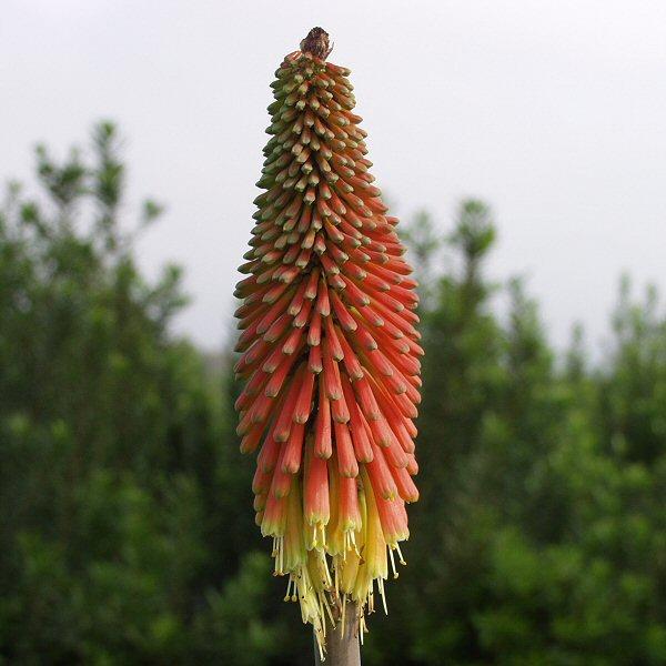 Image of Kniphofia 'Christmas Cheer'