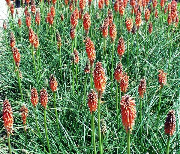 Image of Kniphofia galpinii 'Orange Flame'