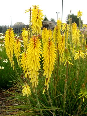 Image of Kniphofia uvaria Rockette Yellow ['NI609'] PP24,191