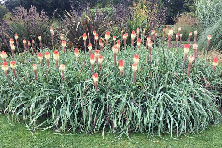 Image of Kniphofia caulescens