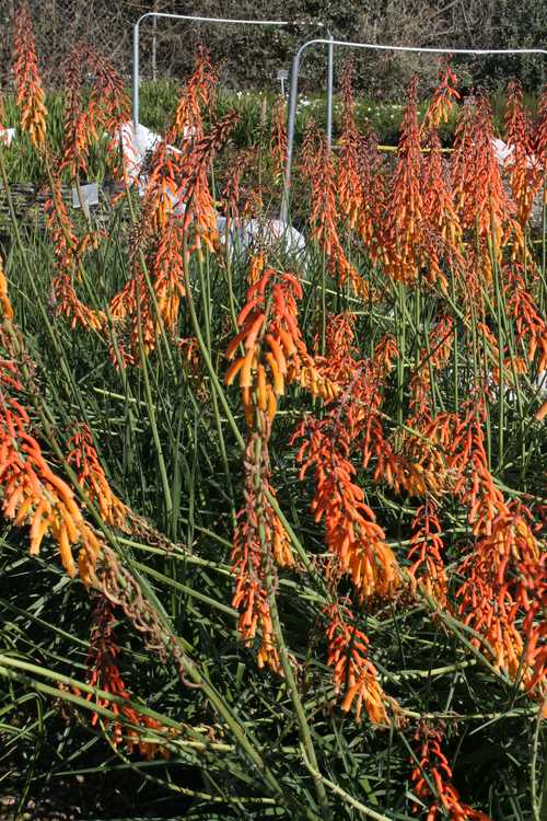 Image of Kniphofia thomsonii