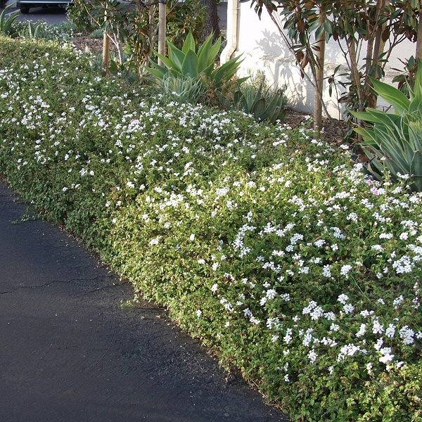 Image of Lantana montevidensis 'Alba'