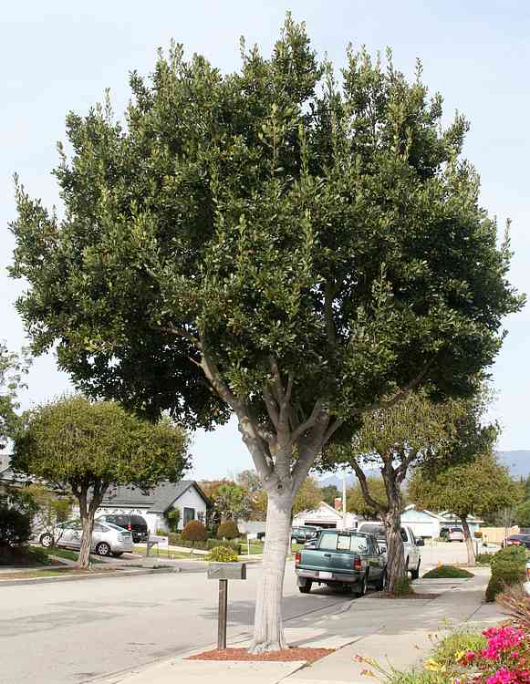 Image of Laurus nobilis (Standard)