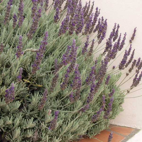 Image of Lavandula 'Goodwin Creek Grey'