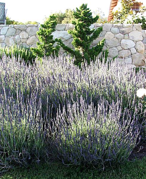 Image of Lavandula x intermedia 'Provence'