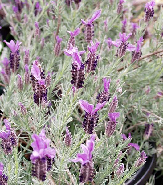 Image of Lavandula stoechas ssp pedunculata 'Willow Vale'