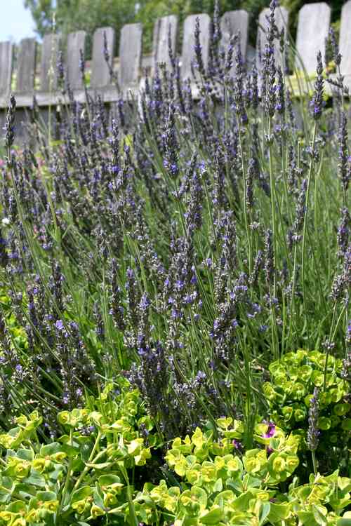 Image of Lavandula x heterophylla