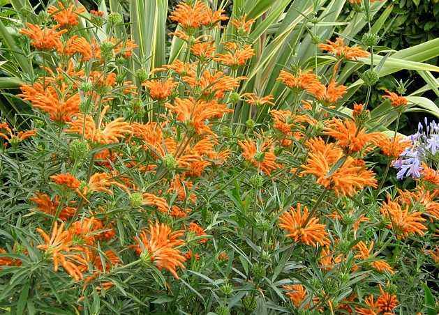 Image of Leonotis leonurus