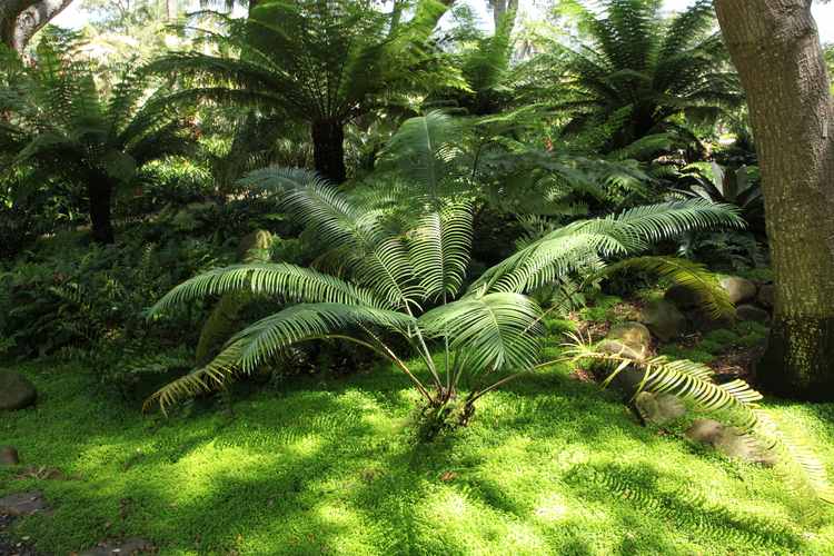 Image of Lepidozamia peroffskyana