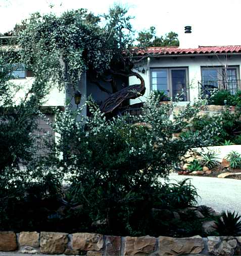 Image of Leptospermum laevigatum