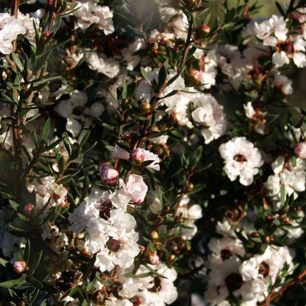 Image of Leptospermum scoparium 'Snow White'