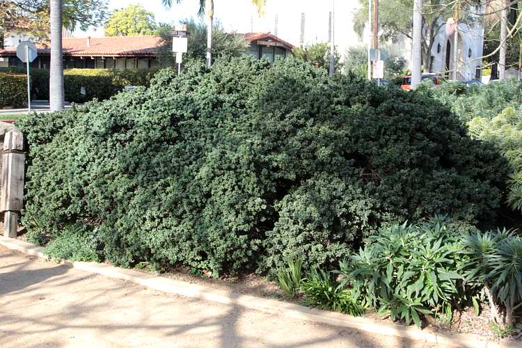 Image of Leptospermum laevigatum 'Reevesii'