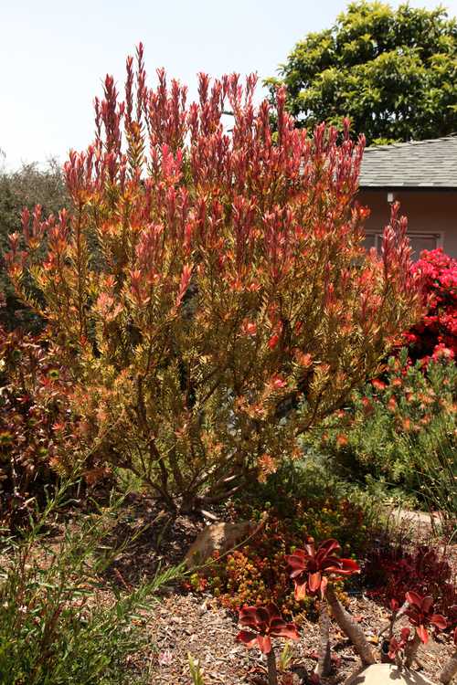 Image of Leucadendron 'Jester'