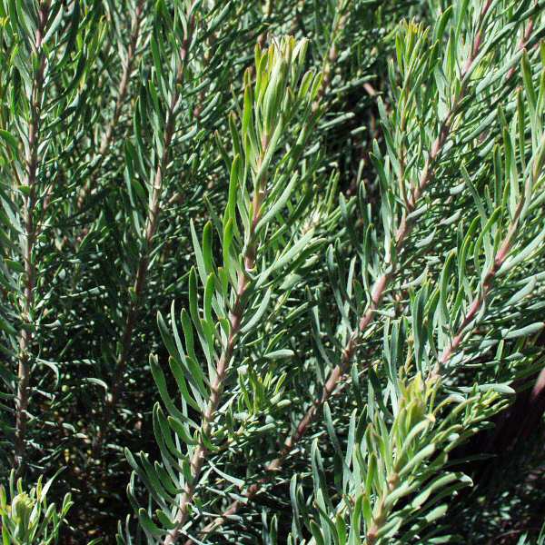 Image of Leucadendron galpinii