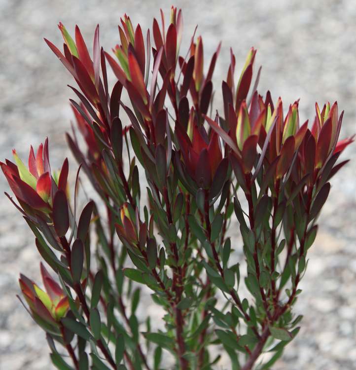 Image of Leucadendron salignum 'Blush'