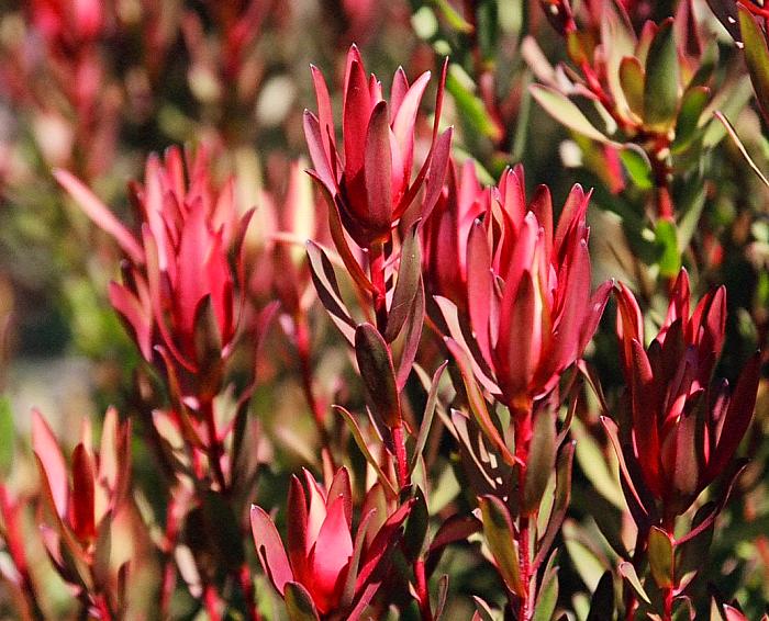 Image of Leucadendron 'Safari Sunset'