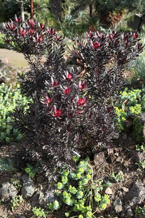 Image of Leucadendron 'Ebony' PP23,258