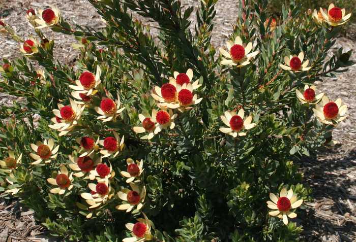 Image of Leucadendron discolor 'Pom Pom'