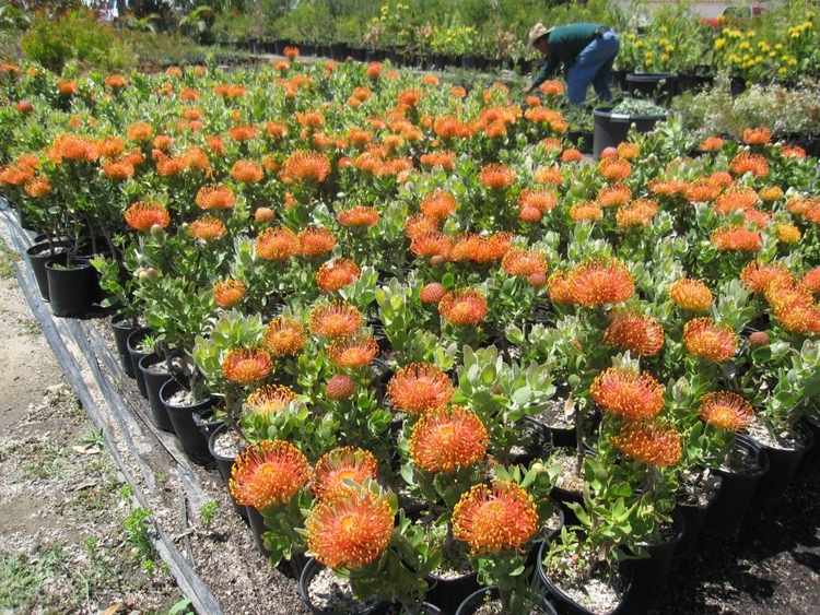 Image of Leucospermum cordifolium 'Flame Giant'