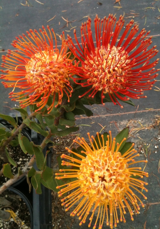 Image of Leucospermum 'Jody Jewell'