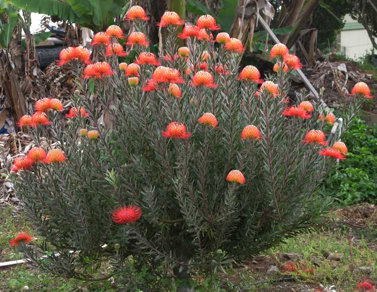 Image of Leucospermum 'Blanche Ito'