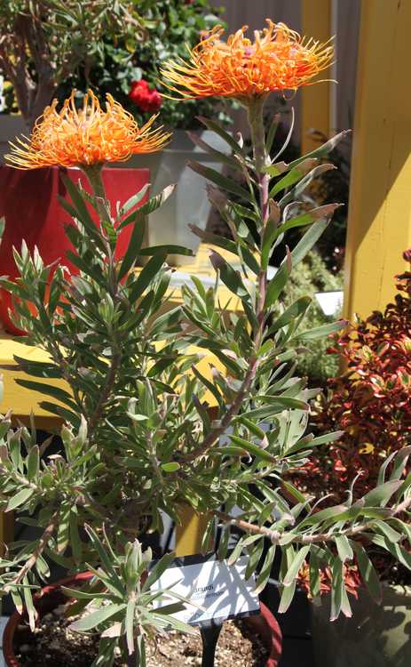 Image of Leucospermum 'Brandi Dela Cruz'