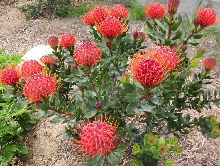 Image of Leucospermum 'Scarlet Ribbon'