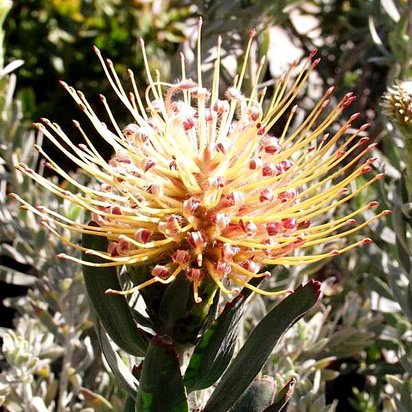 Image of Leucospermum 'Spider Hybrid'