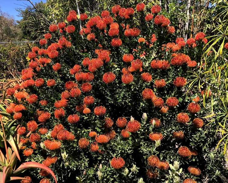 Image of Leucospermum 'Sunrise'