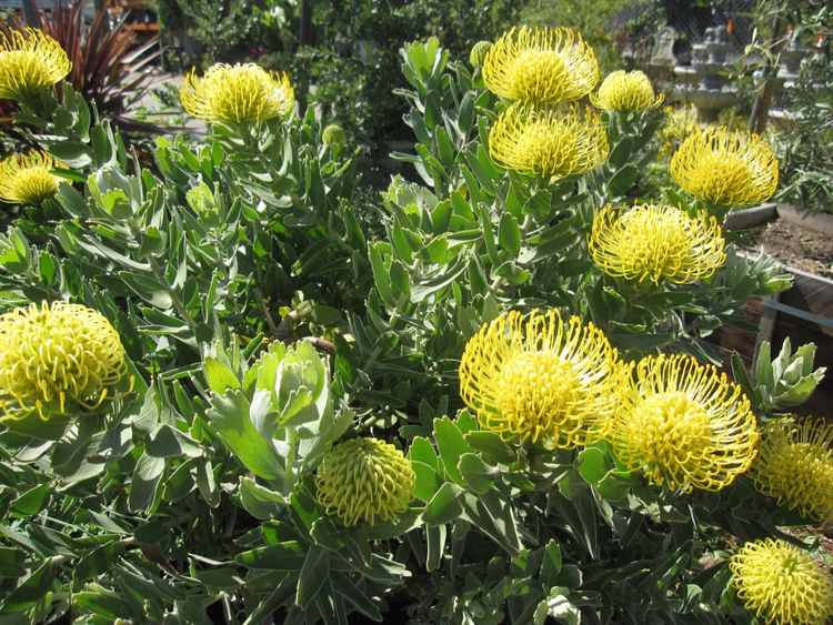 Image of Leucospermum cordifolium 'Yellow Bird'