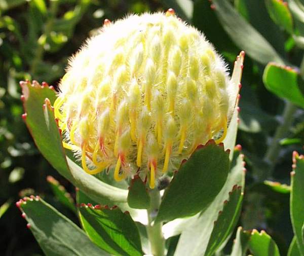 Image of Leucospermum 'Veldfire'