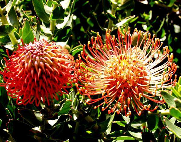 Image of Leucospermum cordifolium 'Flame Spike'