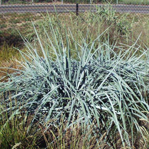 Image of Leymus arenarius 'Glaucus'