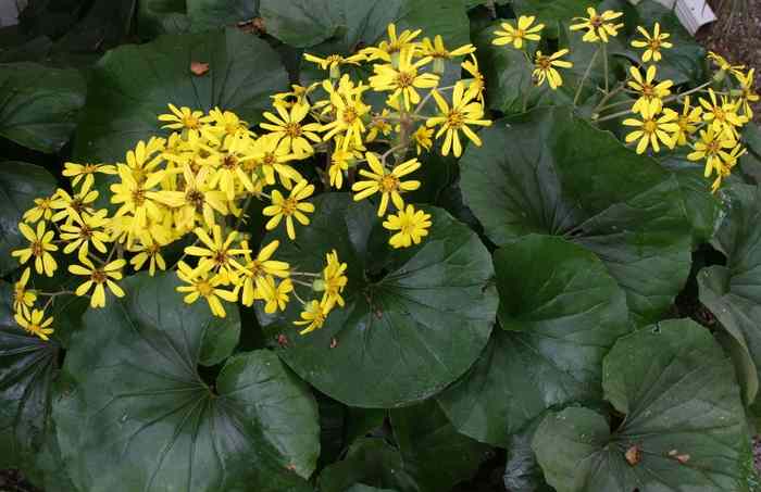 Image of Farfugium japonicum var. giganteum