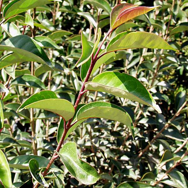 Image of Ligustrum japonicum