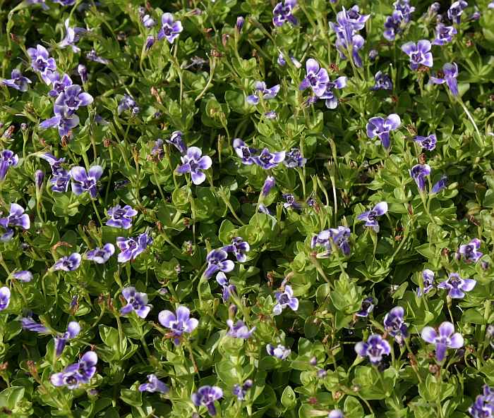 Image of Lindernia grandiflora