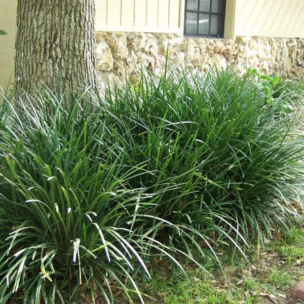 Image of Liriope 'Gigantea'