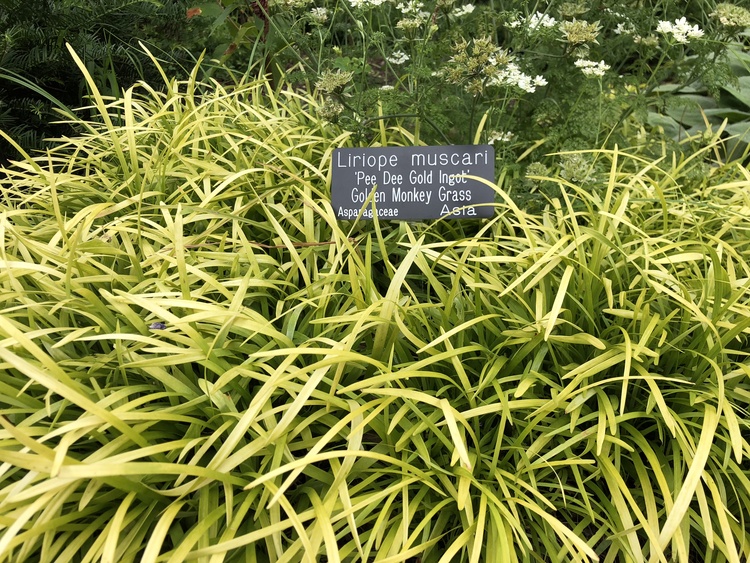 Image of Liriope muscari 'Peedee Gold Ingot'