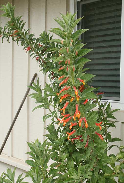 Image of Lobelia excelsa