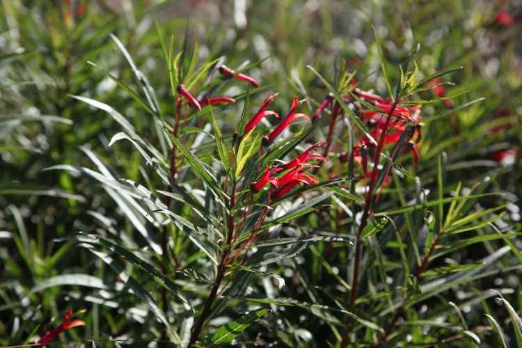 Image of Lobelia laxiflora ssp. angustifolia