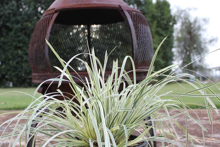 Image of Lomandra longifolia Great White ['Muru'] PP29,618