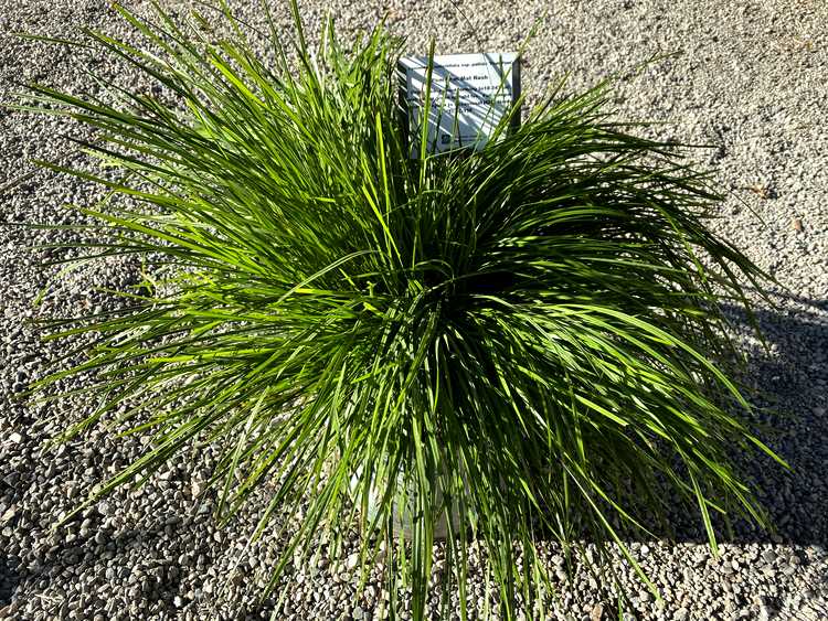 Image of Lomandra confertifolia ssp. pallida 'PomPom' PP32,554