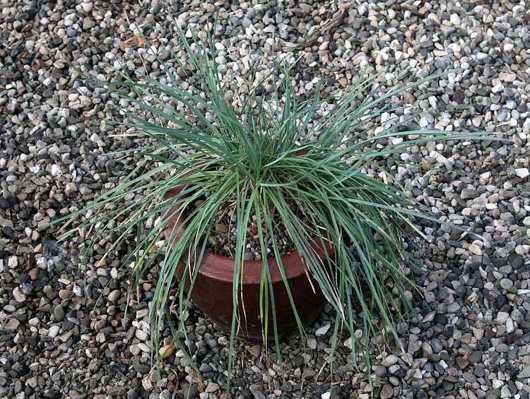 Image of Lomandra filiformis Savannah Blue ['LMF500'] PP18,859